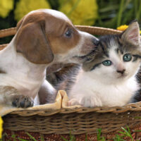 cute-cat-and-dog-a42efkmhj1dyqcsn